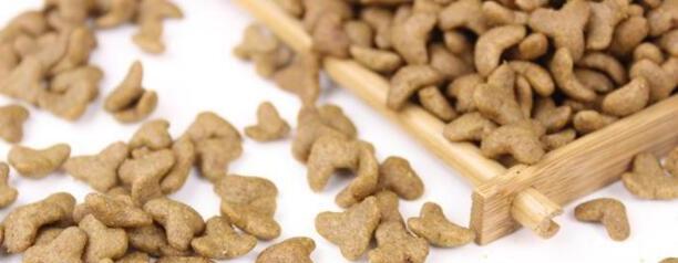 边牧犬多少钱一只幼崽-纯种边牧幼崽怎么辨别