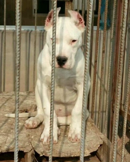 酷姿显摆的杜高犬看上去也别有一番情调、纯种杜高犬养殖基地