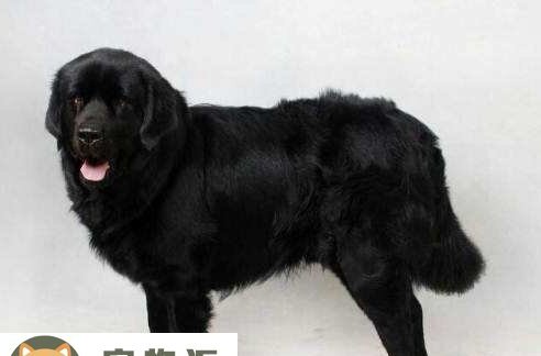 可卡犬价格多少钱一只-可卡大概多少钱想买一只
