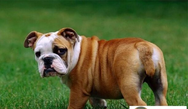 养英国斗牛犬后悔了是什么原因-英国斗牛犬的寿命