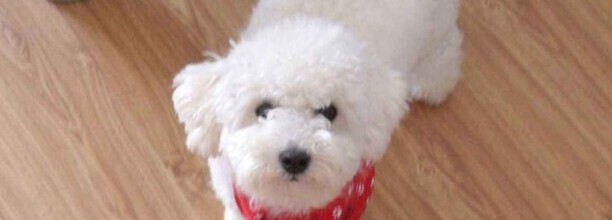 比熊犬怎么老爱恋着人睡觉-比熊犬为什么喜欢睡觉