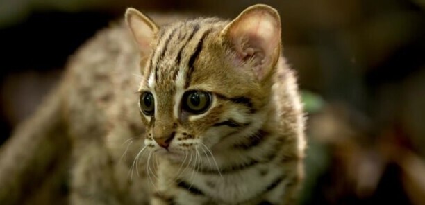 世界上最小的猫-锈斑猫的天敌有哪些