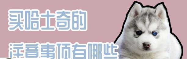 买哈士奇的注意事项有哪些-淘宝5元买的哈士奇是真的吗