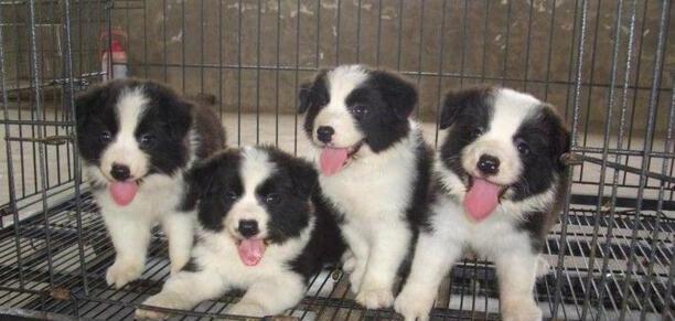 边牧犬多少钱一只幼崽-纯种边牧幼崽怎么辨别