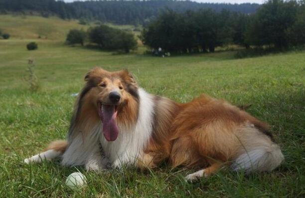 纯种苏格兰牧羊犬-苏格兰牧羊犬能活多少岁 纯种苏格兰牧羊犬-苏格兰牧羊犬能活多少岁
