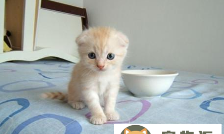 折耳猫的优缺点及缺陷-折耳猫的意思