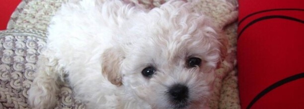 比熊吃撑了都有哪些症状-比熊犬吃多了症状