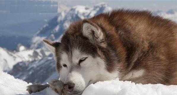 阿拉斯加雪橇犬吃什么-喂养幼犬阿拉斯加雪橇犬的常识