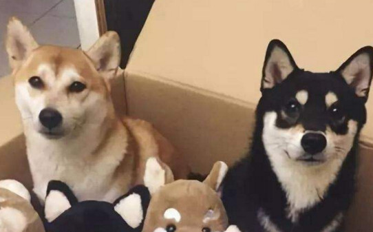 狗狗走丢了一周还认识主人吗-柴犬走丢会认新主人吗