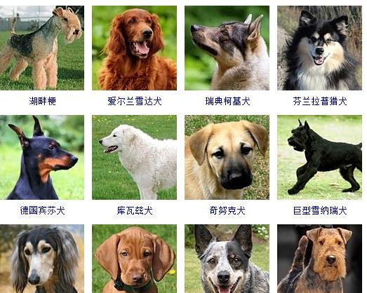 狗的种类有哪些-如何通过照片知道狗狗的品种和名字