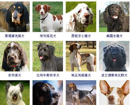 狗的种类有哪些-如何通过照片知道狗狗的品种和名字