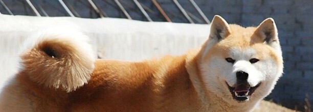十大旺家犬-怎样训练秋田犬跟着主人走