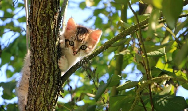 猫走丢了怎么样才能找回来-怎样写寻猫启示