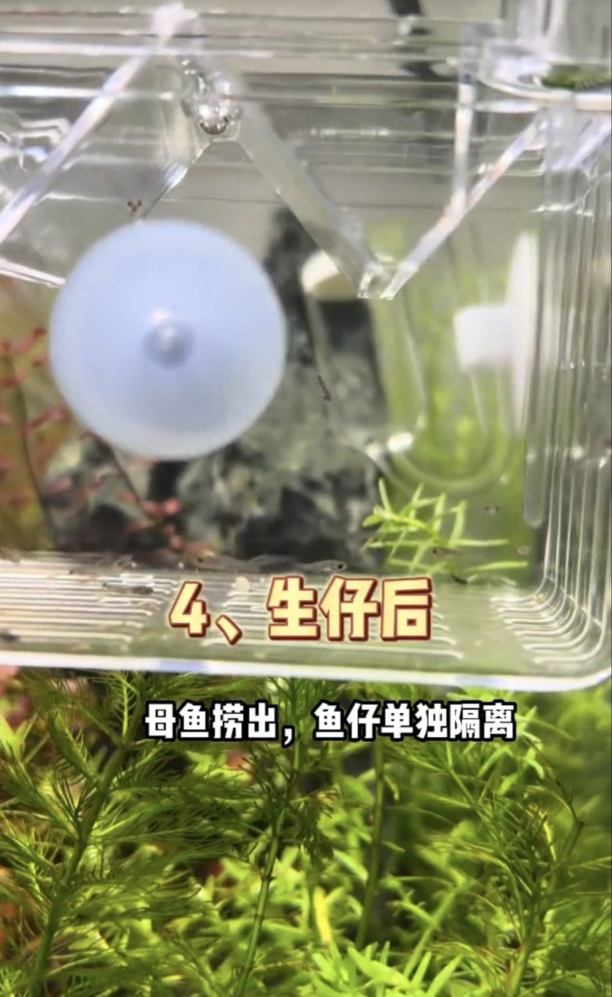 孔雀鱼繁殖详细步骤与方法-孔雀鱼繁殖时间多长