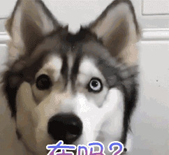 十大旺家犬-怎样训练秋田犬跟着主人走