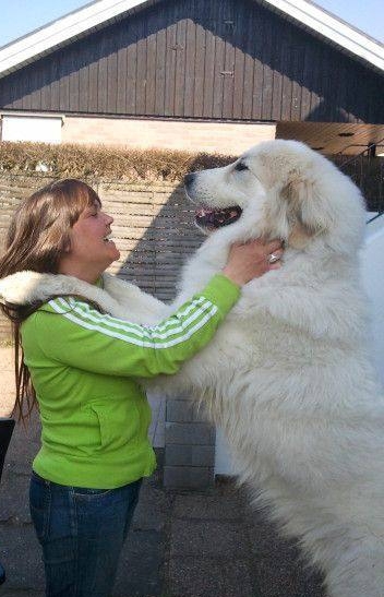 大白熊犬有什么缺点-大白熊好养吗