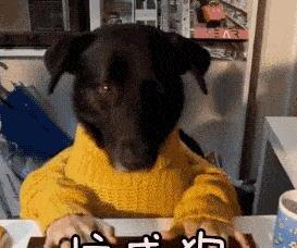 纯黑色狗为什么不能养-黑狗寓意是什么