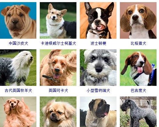 狗的种类有哪些-如何通过照片知道狗狗的品种和名字