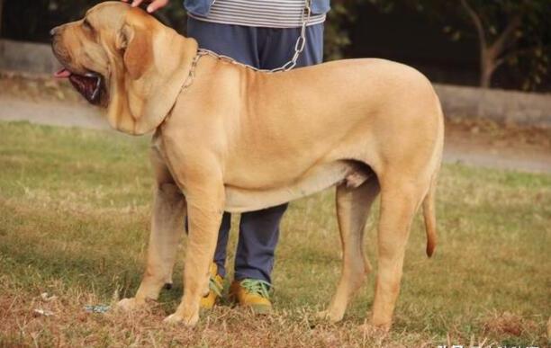 巴西非勒犬性格怎样-巴西菲勒和巴西獒是一种犬吗
