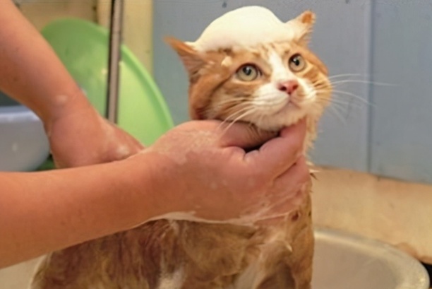 家里养猫好不好-养猫是好还是不好