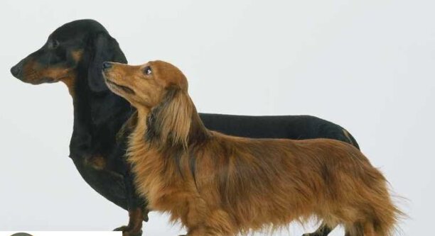 长毛腊肠犬价格-长得像腊肠但是毛很长是什么品种的狗