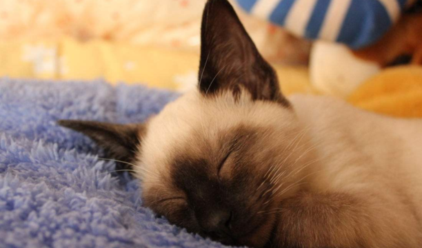 宠物猫的品种价格排行-口碑最好的宠物猫排行榜
