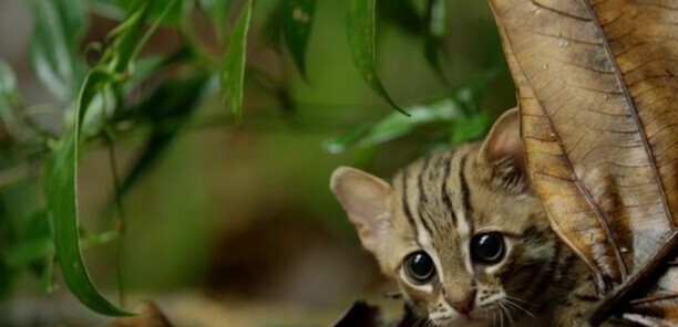 世界上最小的猫-锈斑猫的天敌有哪些