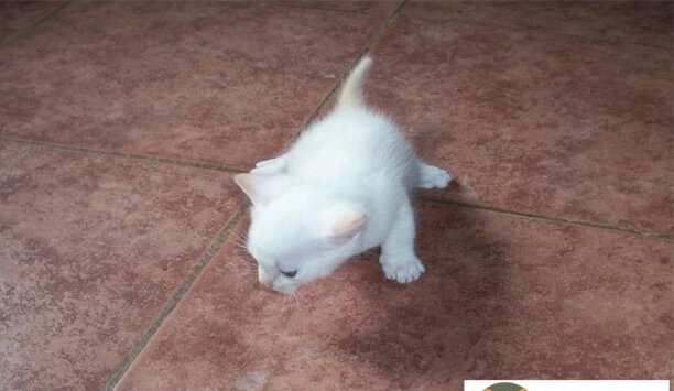 一对兄妹猫生下的小猫会畸形吗-猫兄妹会近亲繁衍吗