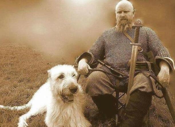 爱尔兰猎狼犬适合家养吗-小天狼星是什么犬种