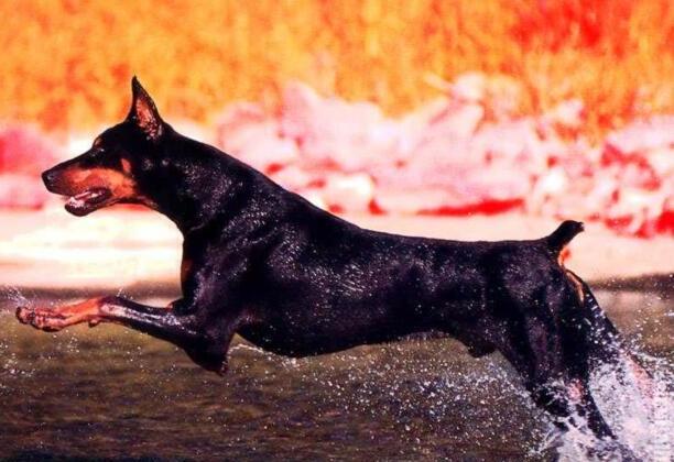 德国杜宾犬多少钱一只-杜宾犬详细介绍