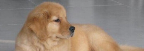 金毛夏天需要剃毛吗-金毛犬是不是夏天不需要剪毛