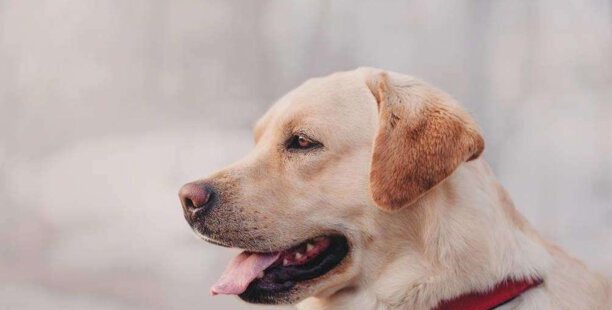 常见的伴侣犬有哪些-在家做伴侣犬该怎麼挑选