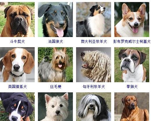 狗的种类有哪些-如何通过照片知道狗狗的品种和名字