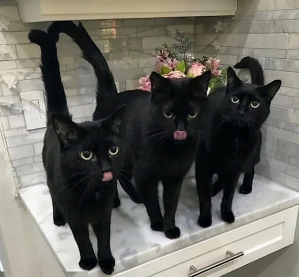 养猫千万不要养黑猫-纯黑猫为什么不建议养