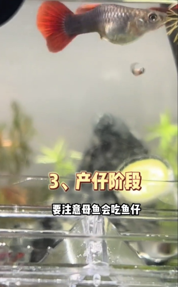 孔雀鱼繁殖详细步骤与方法-孔雀鱼繁殖时间多长