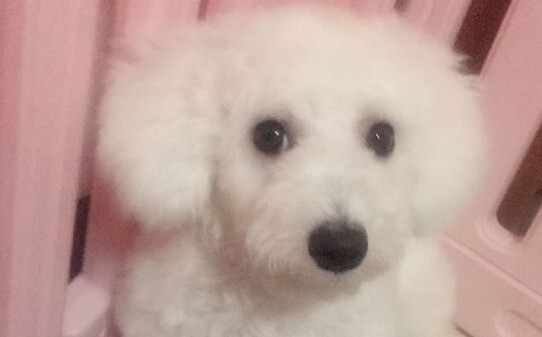 比熊吃撑了都有哪些症状-比熊犬吃多了症状