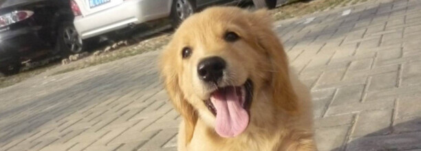 金毛犬的智商是多少-金毛有人几岁的智商 金毛犬的智商是多少-金毛有人几岁的智商
