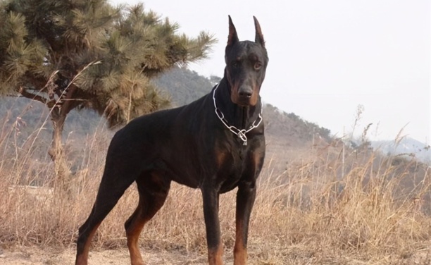 杜宾犬的优点和缺点-杜宾犬又叫什么