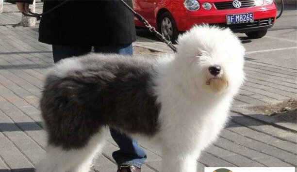 2023年古牧价格一览表-古牧幼犬黑色灰色毛价格区别