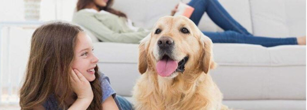 金毛对人为什么这么友好-金毛犬爱主人的表现 金毛对人为什么这么友好-金毛犬爱主人的表现