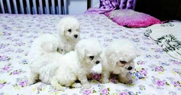 一个月的比熊幼犬怎么喂养还要注意什么-比熊吃米饭的后果