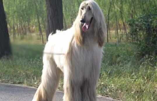 阿富汗犬为什么禁养-阿富汗犬什么地方禁养