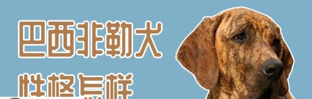 巴西非勒犬性格怎样-巴西菲勒和巴西獒是一种犬吗