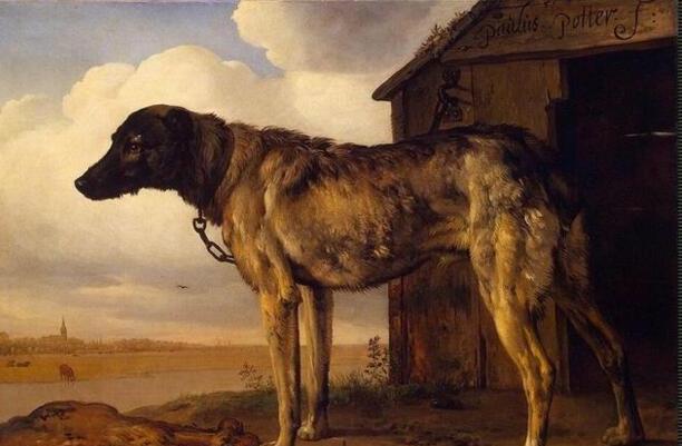 爱尔兰猎狼犬适合家养吗-小天狼星是什么犬种