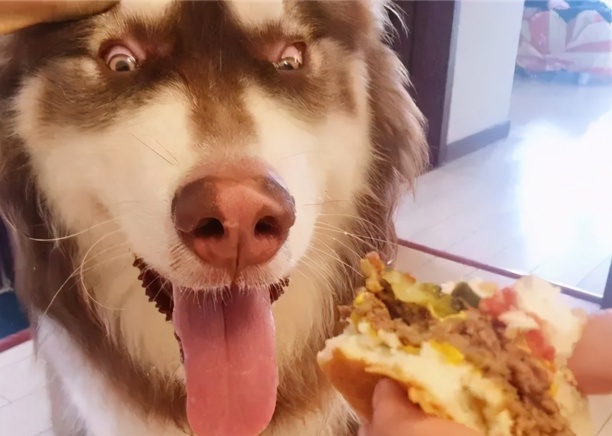 阿拉斯加犬性格-阿拉斯加犬性格特征