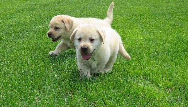 35天拉布拉多幼犬喂养小知识-拉布拉多几个月可以吃干狗粮 35天拉布拉多幼犬喂养小知识-拉布拉多几个月可以吃干狗粮