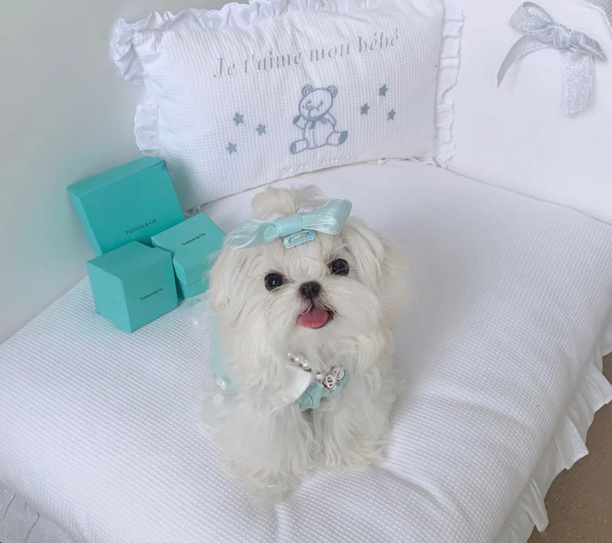 马尔济斯犬太难养了-马尔济斯和泰迪哪个好养
