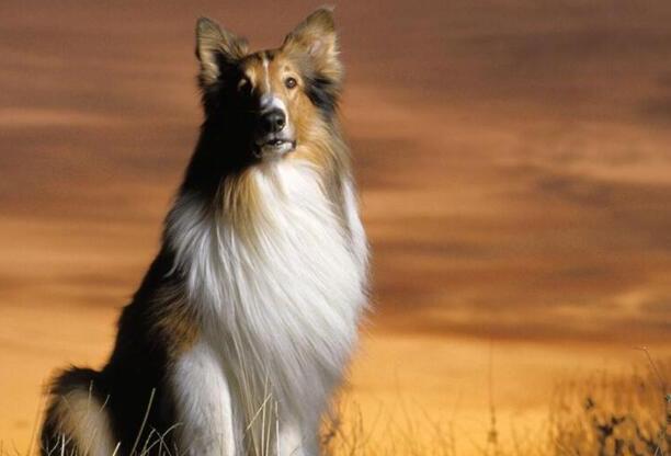 纯种苏格兰牧羊犬-苏格兰牧羊犬能活多少岁 纯种苏格兰牧羊犬-苏格兰牧羊犬能活多少岁
