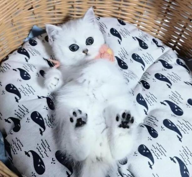 为什么猫咪能像液体-猫真的是液体吗