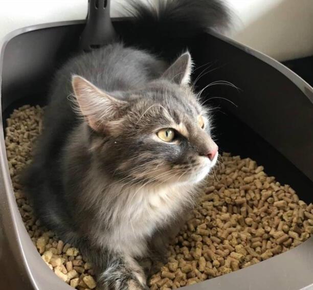 不能当着猫咪的面铲屎-铲猫屎能让猫看见吗